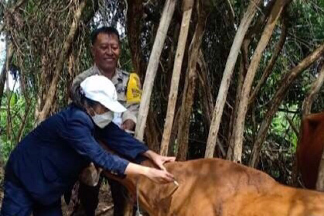 FKH Unud dan Dinas Pertanian Kab. Gianyar Vaksinasi PMK di Desa Batuan